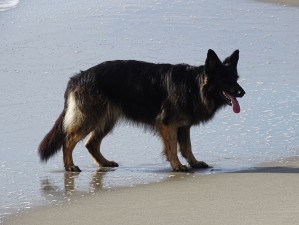 Hunde1